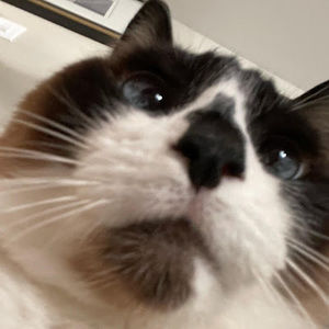 Meet your Posher, Maddie